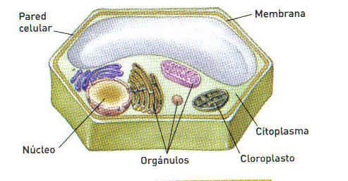 celula vegetal.jpg